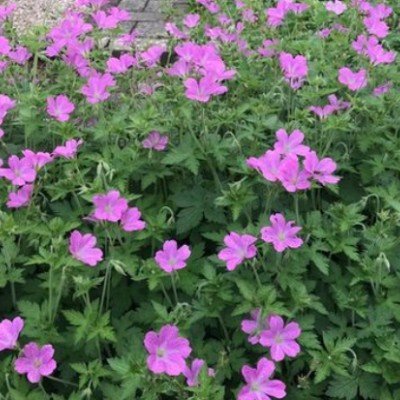 Geranium Endressii