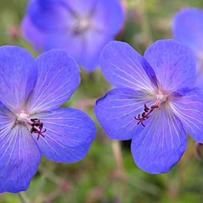 Geranium Johnson's Blue