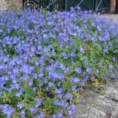 Geranium Johnson's Blue