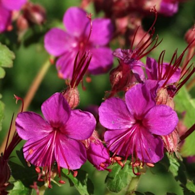 Geranium Macrrorhizum Czakor