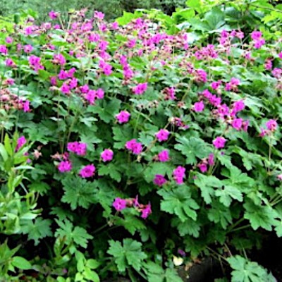 Geranium Macrrorhizum Czakor