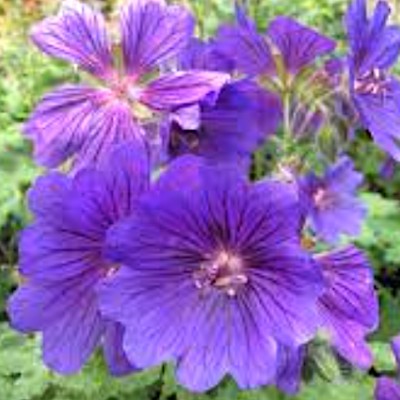 Geranium Magnificum rosemoor