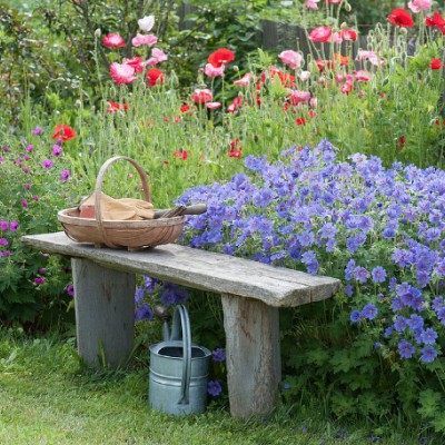 Geranium Magnificum rosemoor