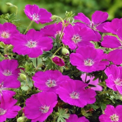 Geranium Sanguineum Max Frei