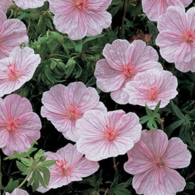 Geranium Sanguineum Striatum