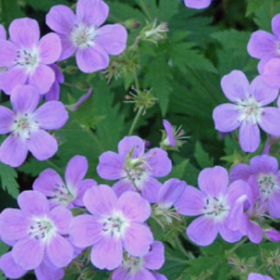 copy of Geranium Sanguineum