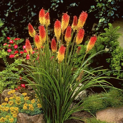 Kniphofia Uvaria Grandiflora