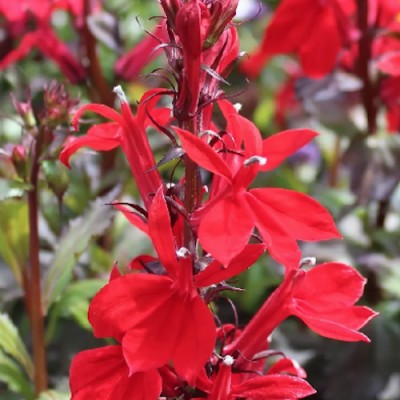 Lobelia Speciosa kompliment...