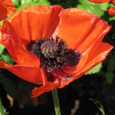 Papaver Orientale Brillant