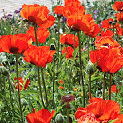 Papaver Orientale Brillant