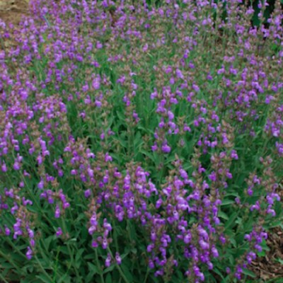 Salvia Lavandulifolia