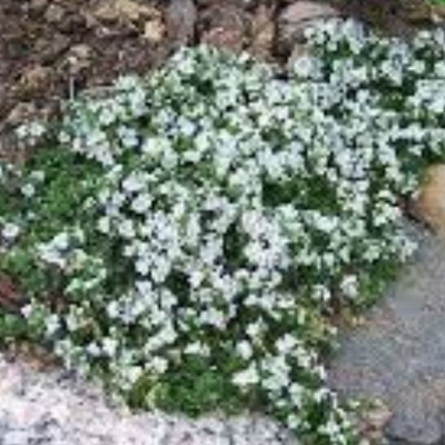 Veronica Repens alba