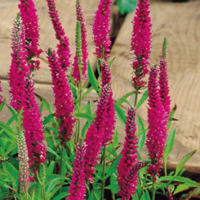 Veronica Spicata Rotfuchs