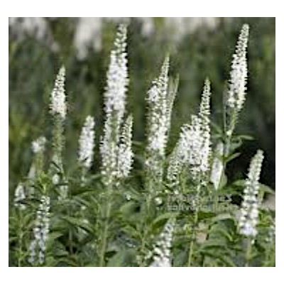 Veronica Spicata Snow pearl