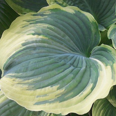 Hosta The King