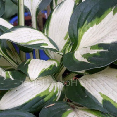 Hosta Vulcan