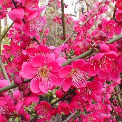 Prunus mume beni-chidori
