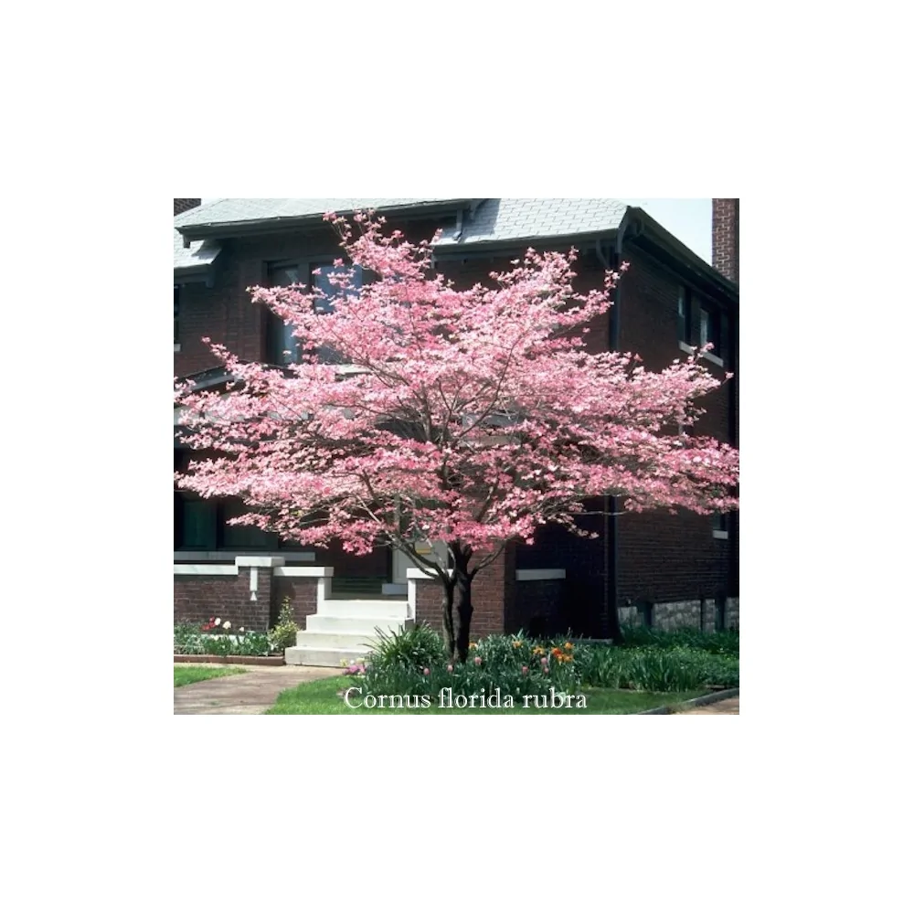 Cornus Florida Rubra