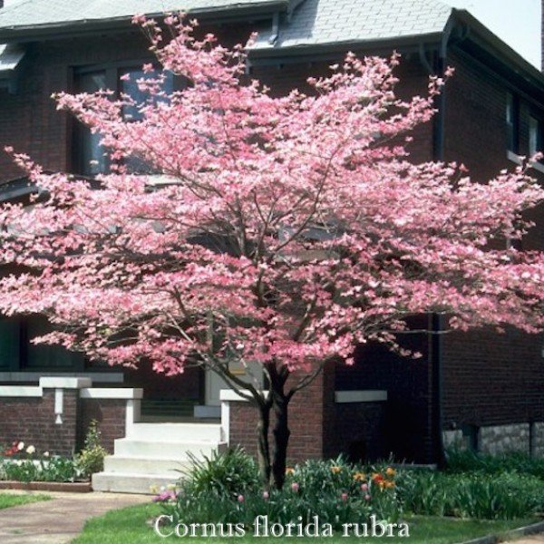 Cornus Florida Rubra