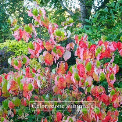 Cornus Florida Rubra