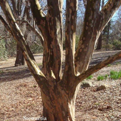 Stewartia Pseudocamelia