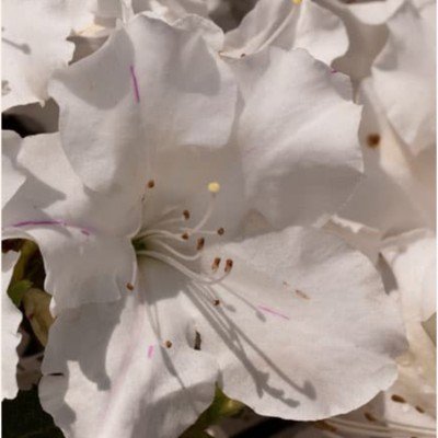 Azalea Encore Lily  (r)...