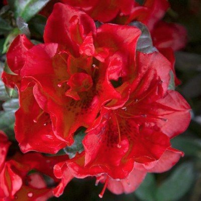 Azalea Ercore Bonfire vaso 20