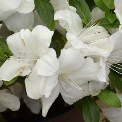 Azalea Ercore Ivory vaso 20