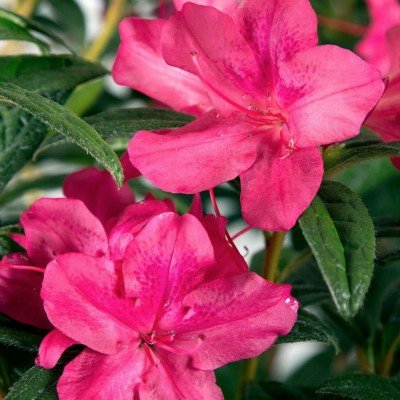 Azalea Ercore Jewel vaso 20