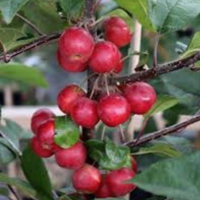 Malus Gorgeous  vaso 19