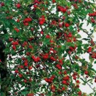 Malus Gorgeous  vaso 19