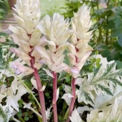 Acanthus Whitewater vaso 19