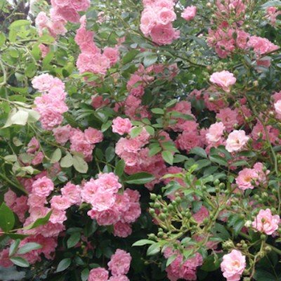 Rosa Banksiae rosa