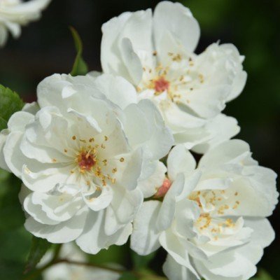 Rosa Banksiae Purezza