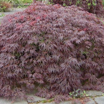 Acer Palmatum Dissectum ornatum