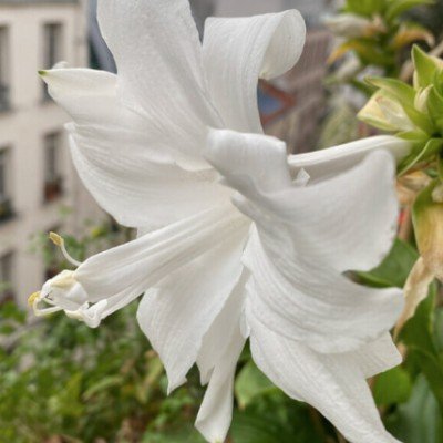 Hosta Plantaginea Venus