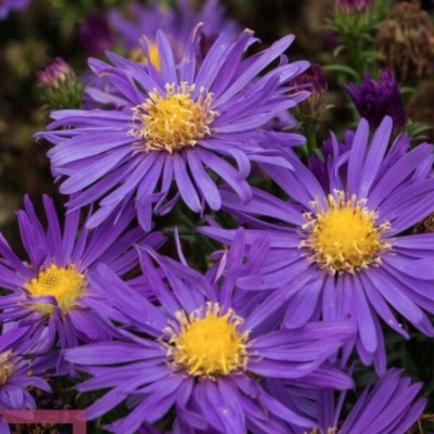 Aster dumosus Blauer Gletscher