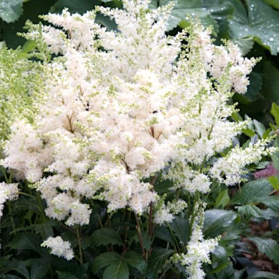 copy of Astilbe Chinensis...