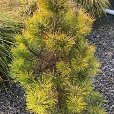 Pinus Nigra aurea cm. 50/70