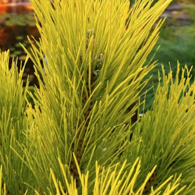 Pinus Nigra aurea cm. 50/70