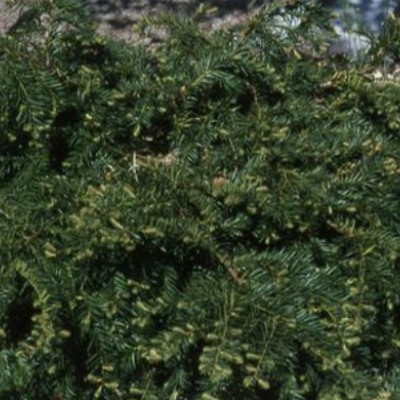 Taxus Baccata repandens