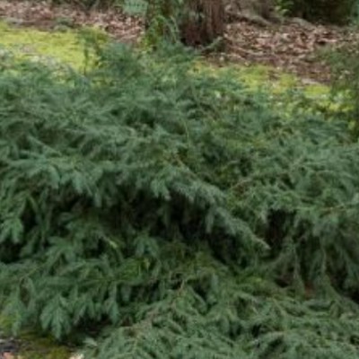 Taxus Baccata repandens