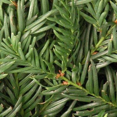 Taxus Baccata repandens