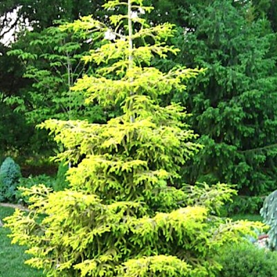 Picea Orientalis Skylands