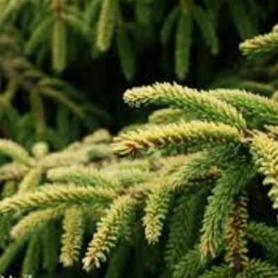 Picea Orientalis Skylands