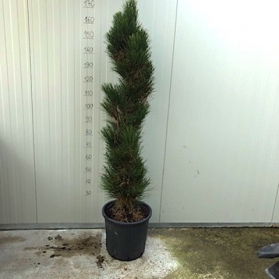 Pinus Nigra Green Tower