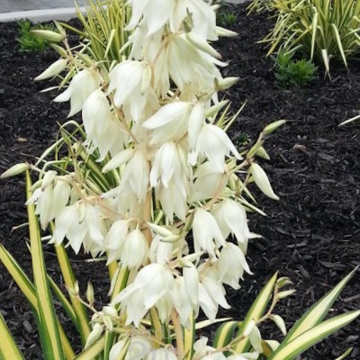 Yucca Filamentosa Color...