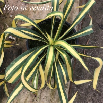 Yucca Filamentosa Color...