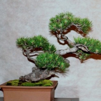 Pinus Mughus Pumilio  nano...