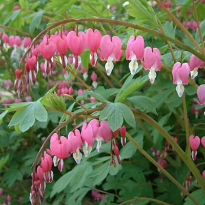 Dicentra spectabilis vaso 13